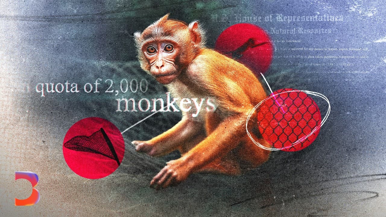 The Dirty Business of Monkey Laundering | Bloomberg Investigates