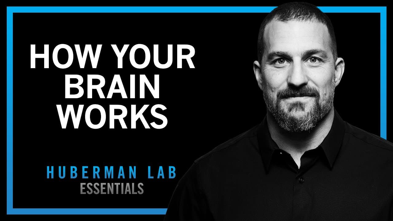 Essentials: How Your Brain Works & Changes