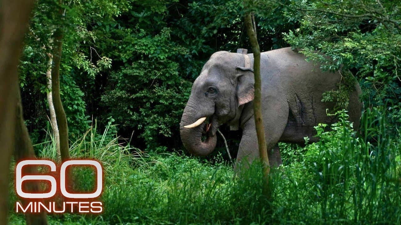 Scientists develop novel techniques to help stop human-elephant conflict in Thailand