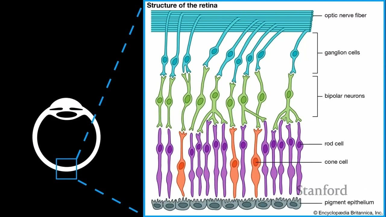 Stanford EE274: Data Compression I 2023 I Lecture 17 - Humans and Compression